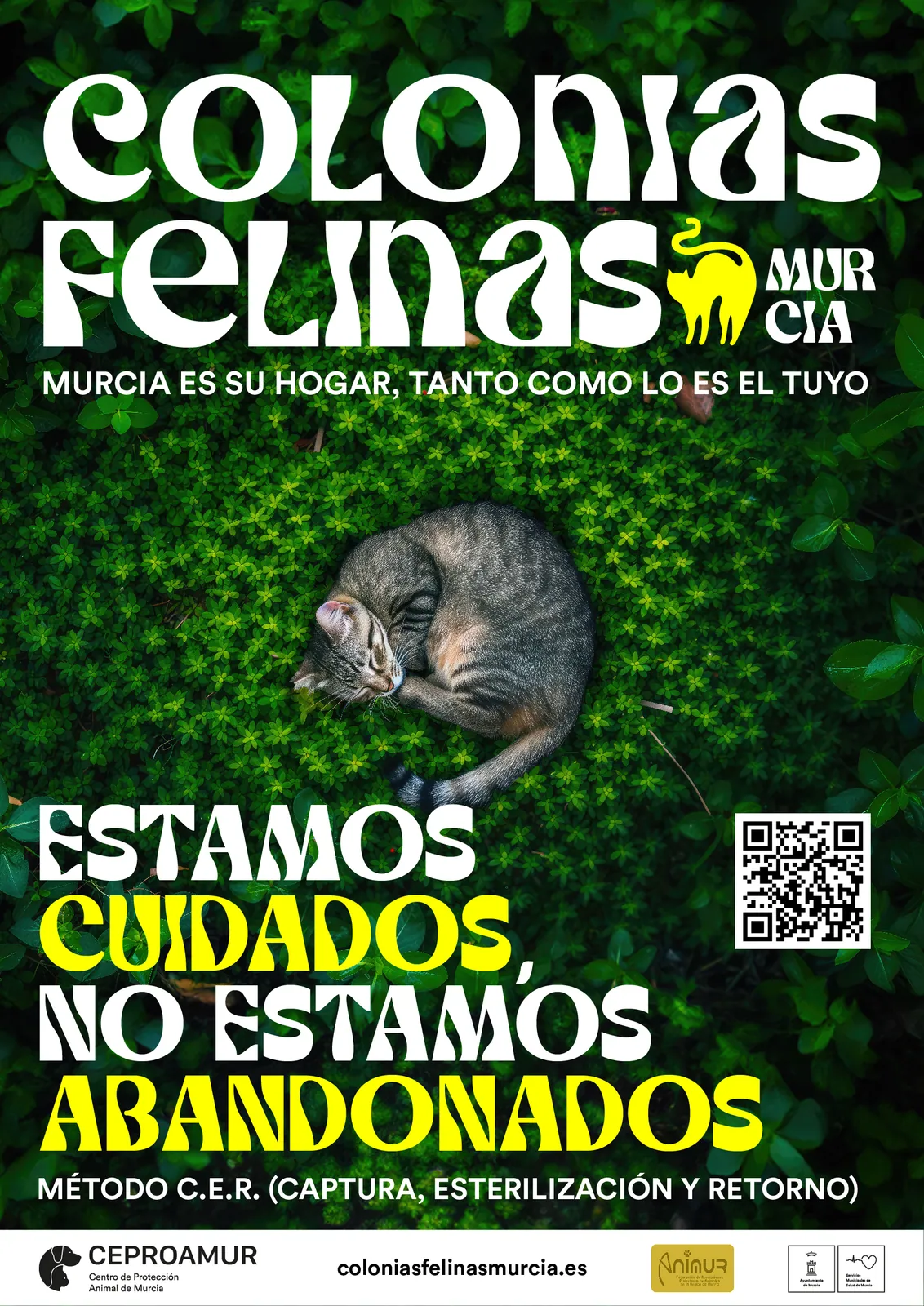 Colonias Felinas de Murcia — imagen 1